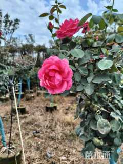 高度12厘米月季