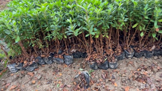 高度30厘米毛鹃