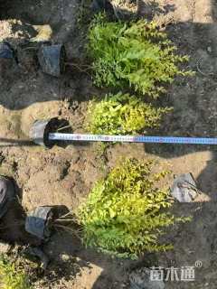 大杯苗亮晶女贞小苗