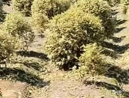 高度45厘米胡颓子