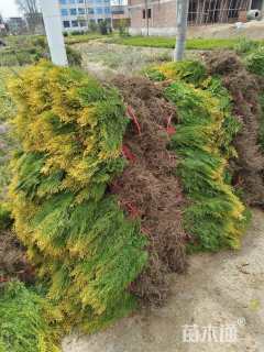 高度40厘米洒金柏