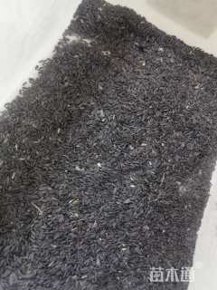 迷你向日葵种子向日葵种子