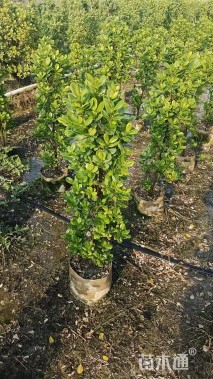 高度80厘米火山榕