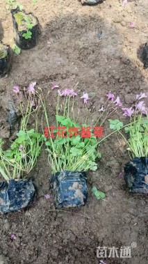 高度10厘米红花酢浆草