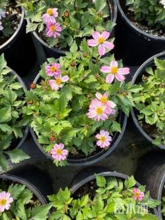 高度30厘米彩星花