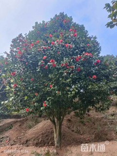 高度450厘米茶花