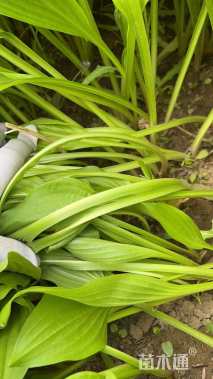 高度25厘米玉簪