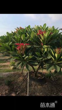 10公分红花鸡蛋花