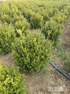 高度40厘米小叶黄杨