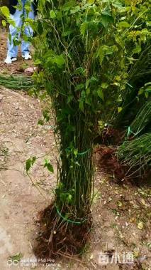 高度100厘米棣棠