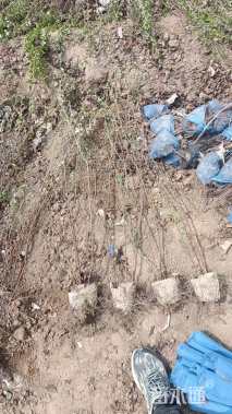 高度80厘米榆叶梅