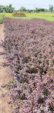 高度35厘米紫叶小檗