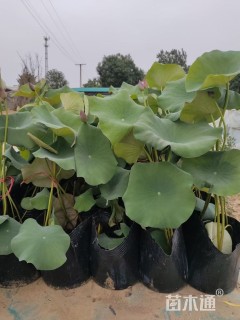 高度40厘米荷花