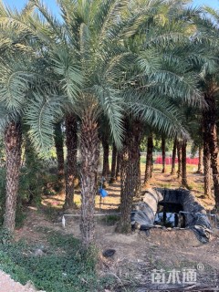 海藻杆高5-6米漳州基地自产自销