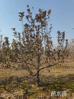 高度300厘米灌木小甘菊