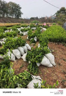 高度40厘米小叶蚊母