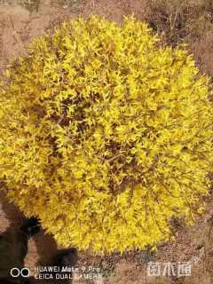 冠幅60厘米花叶假连翘球