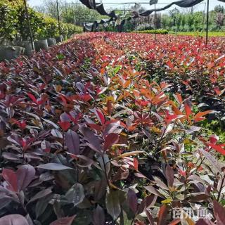 高度70厘米红叶石楠小苗