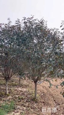 10公分红宝石海棠