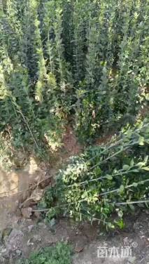 高度150厘米北海道黄杨