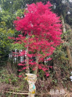 20公分日本红枫