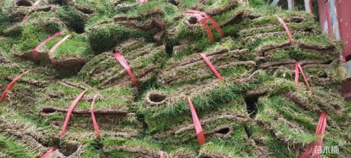 草块状马尼拉草