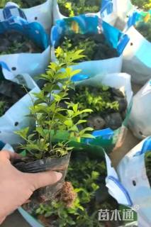 高度20厘米金叶假连翘