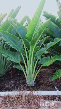 高度170厘米旅人蕉