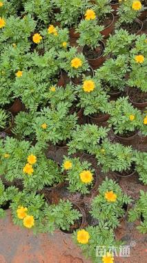 高度20厘米万寿菊