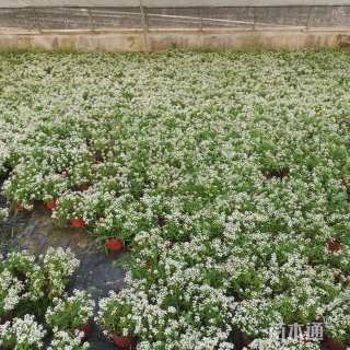 高度15厘米香雪球