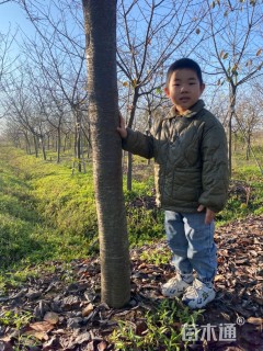 13公分红粉佳人樱