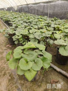 高度25厘米大吴风草