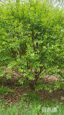 原生苗火焰卫矛球