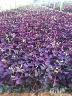 高度17厘米紫花酢浆草