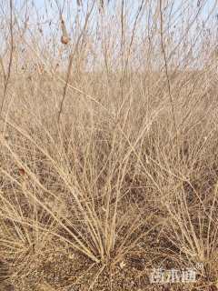 高度100厘米紫珠