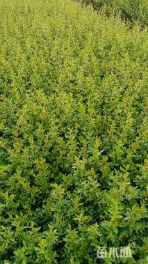 高度25厘米火棘