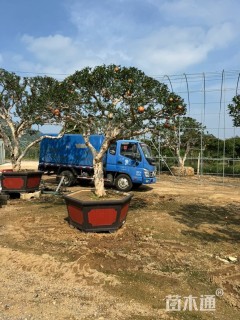 高度400厘米造型石榴树