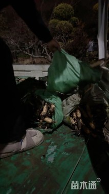 高度60厘米荷花