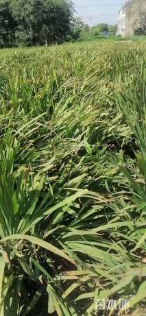 高度30厘米火星花