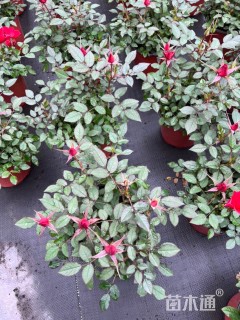 高度25厘米欧洲月季