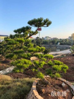 10公分造型黑松