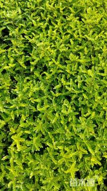 高度30厘米玉簪