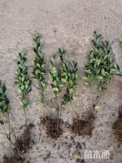 高度30厘米大叶黄杨