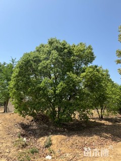 15公分丛生香樟