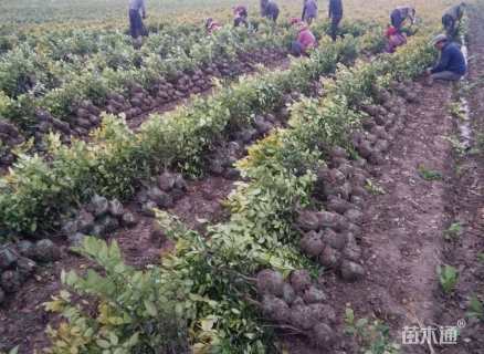 高度50厘米金森女贞