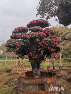 高度300厘米茶梅