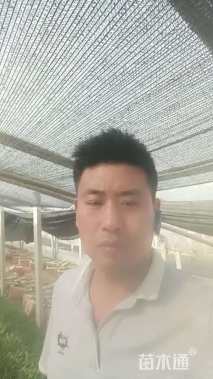 高度8厘米千屈菜