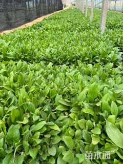 高度15厘米金光菊