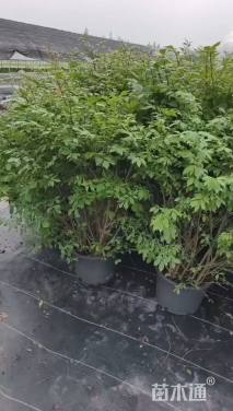 容器苗火焰卫矛球