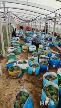 高度18厘米欧石竹